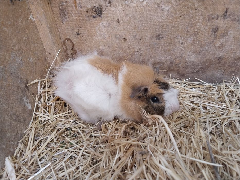 Морские свинки добродушные животные домашние