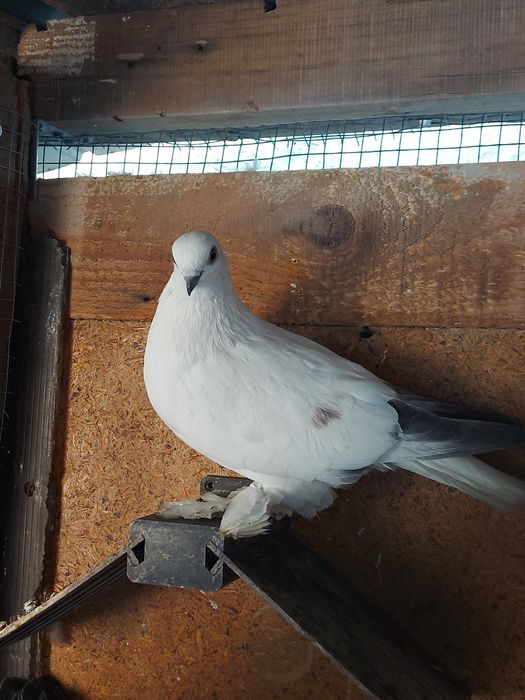 Jucători  de budapesta