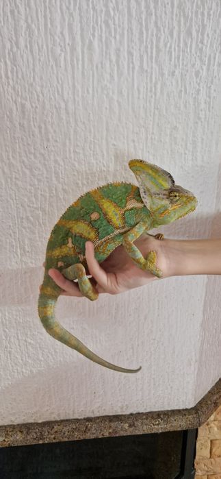 Йеменский хамелеон