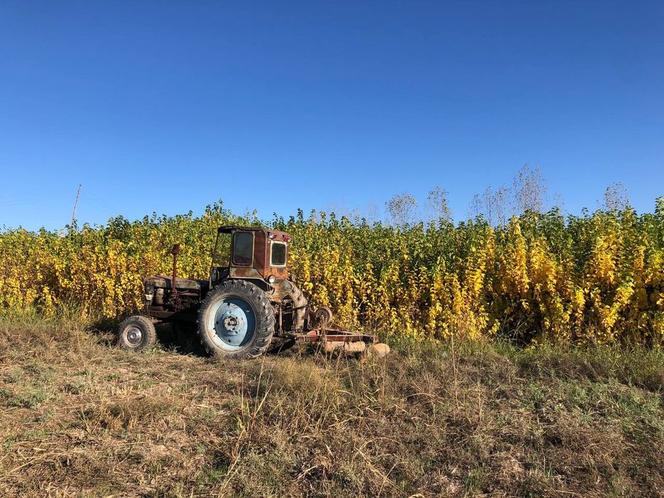 Tut ТУТ kuchatlari sotuvda