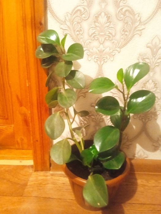 Комнатные растения