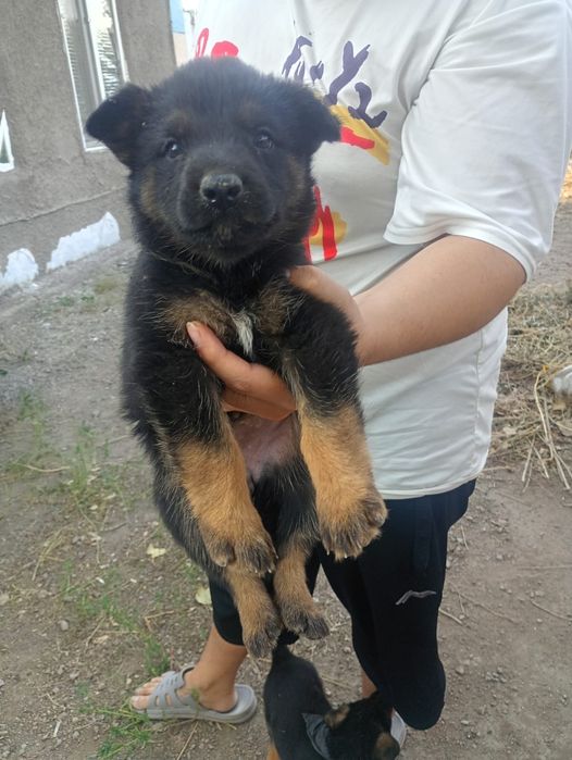 Продам щенков овчарка