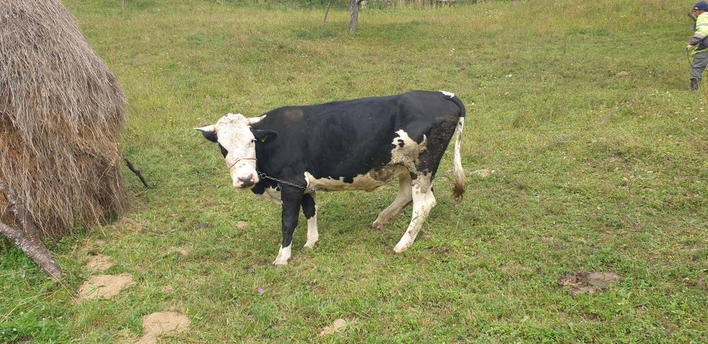 Vaca de vanzare !