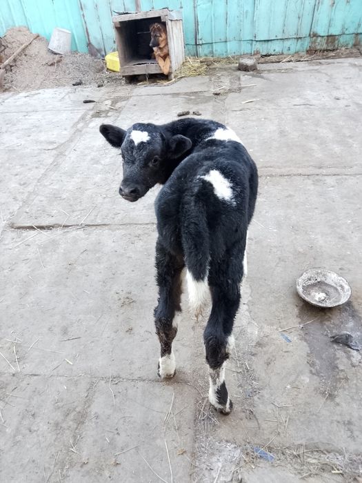 Продам телёнка бычка