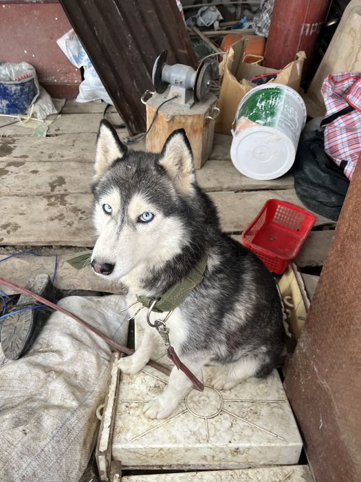 Хаски собака