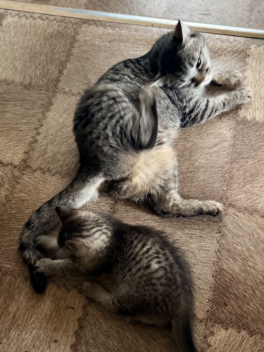 Котенок от крысоловки