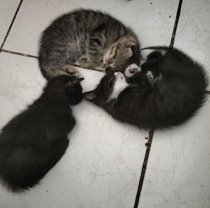 Продаются котята