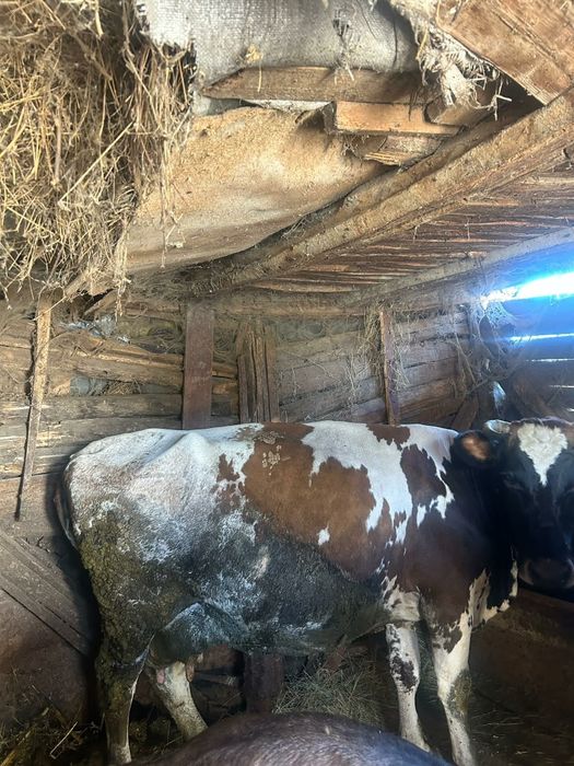 Vaca de rasa, bună de lapte cu vitea