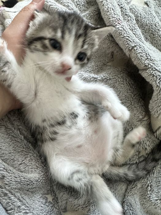 Отдам котят БЕСПЛАТНО