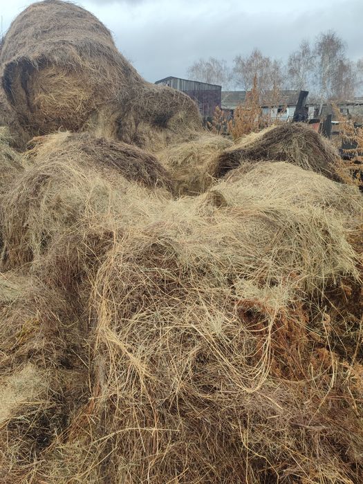 Сено рулоны. Прошлогоднее. Доставка.