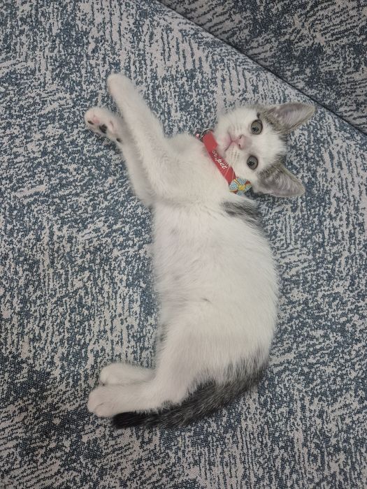 Котенок 2 месяца.