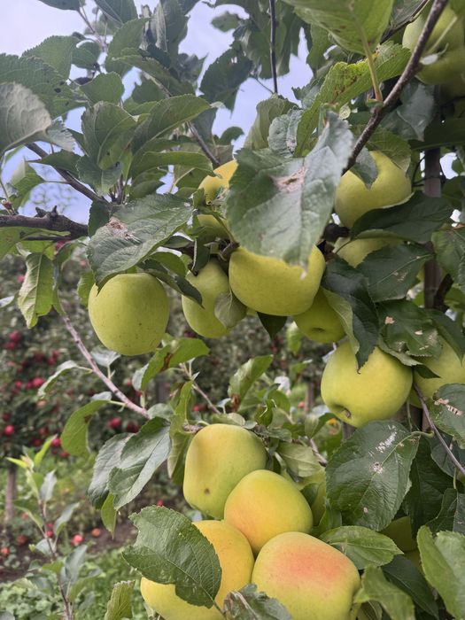 Mere Suc si industrie