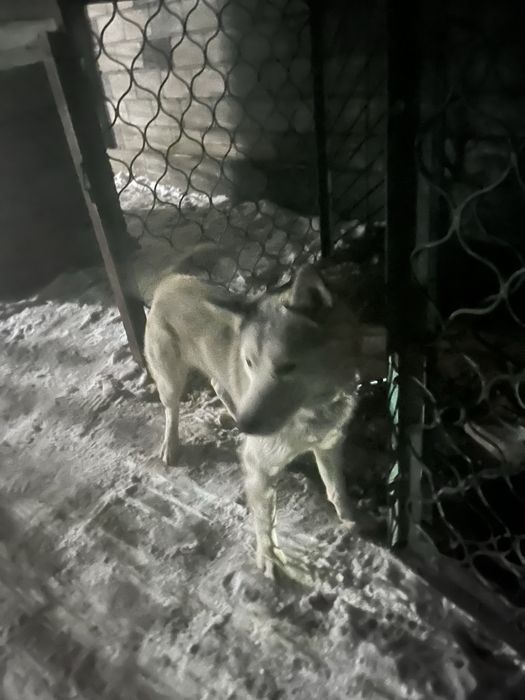 Собака продается