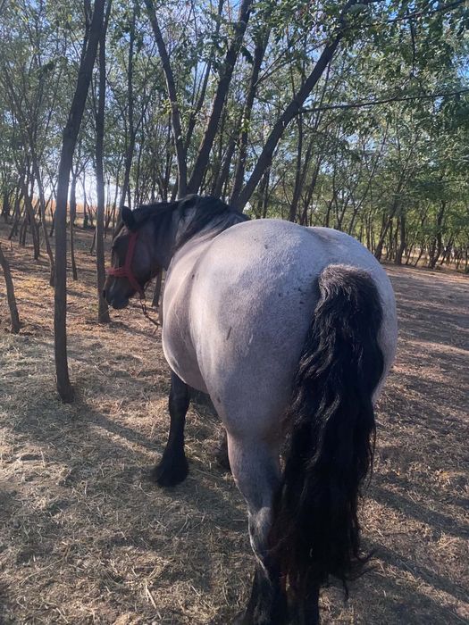 Vând iapă ardeneză