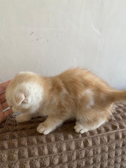 Продам породистых котят