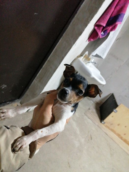 Джек Рассел терьер