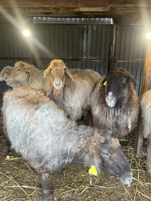 Бараны  продам звоните