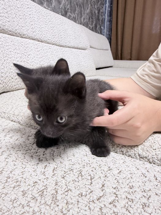 Отдам котят в добрые руки