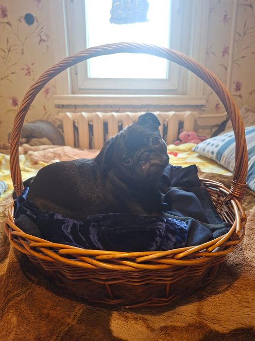 Девочка мопс черная последняя