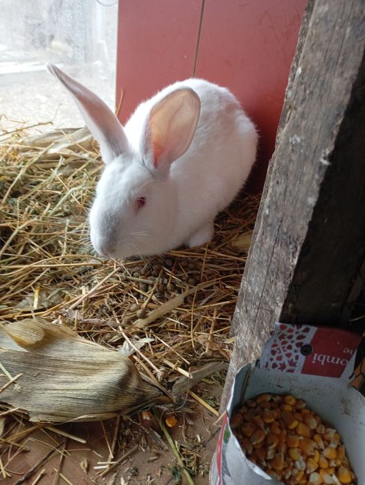 De vânzare iepuri de diferite vârste