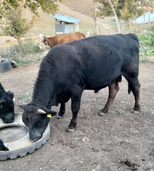 Откорм Бык Бука Продам