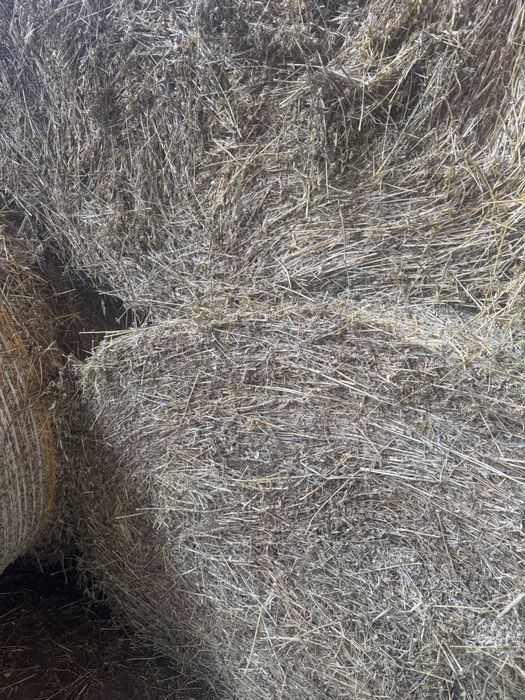 Baloti lucerna 1.6x1.2m