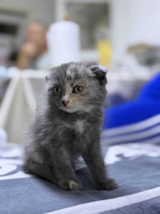 Котенок