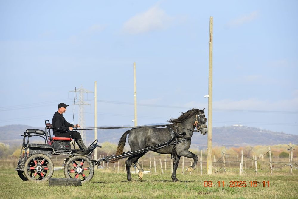 Vând armăsar andaluz PRE 3  ani