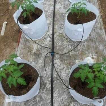 Капельное орошение для горшечных растений в теплице