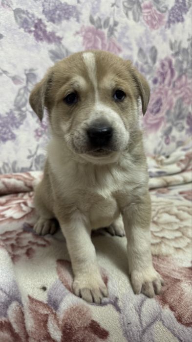 Серьезный паренёк ищет дом.