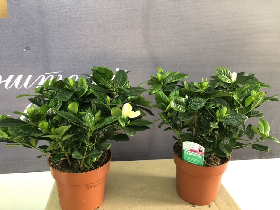 орхидеи очень красивые