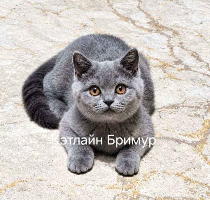 Британские котята. Питомник.