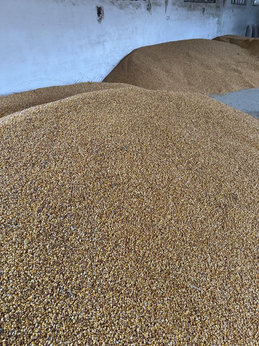 Porumb uscat ambalat in saci 50kg