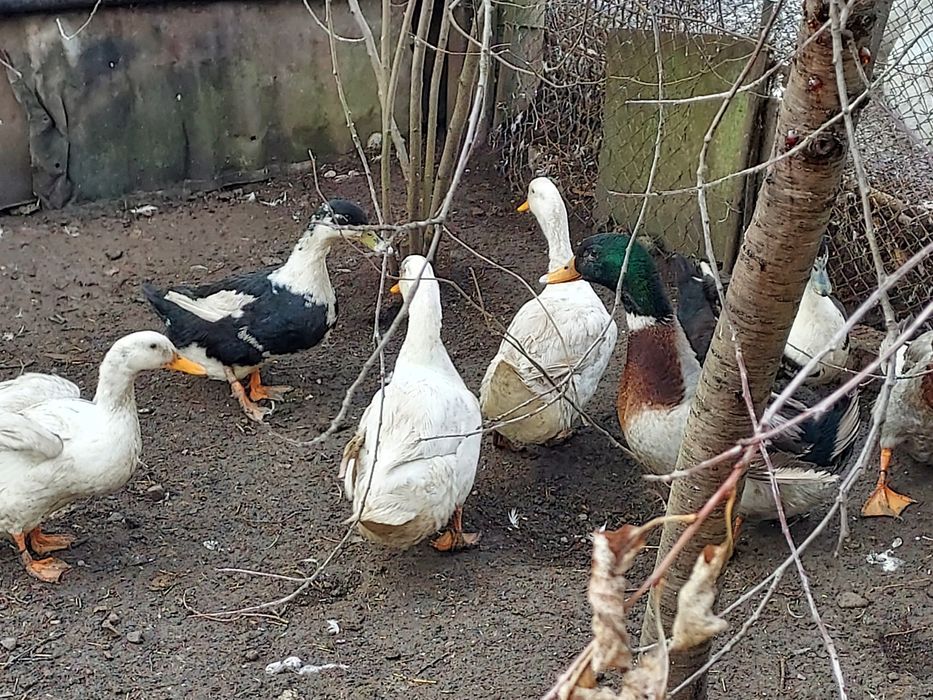 Vînd rațe și rățoi