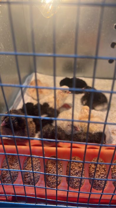 Цыплята домашние