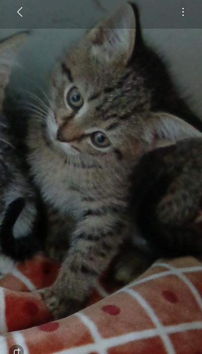 Котята мальчики и девочки