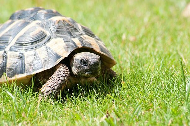 Сухопутных Черепаха