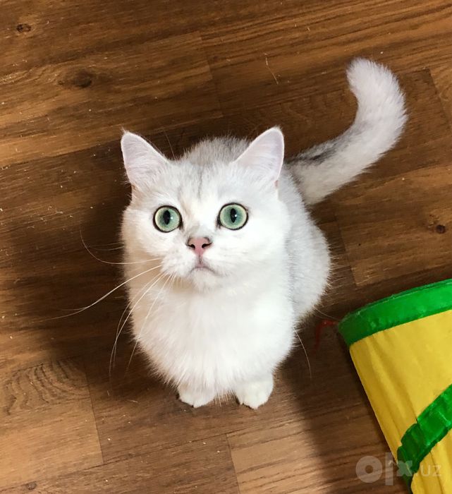 Шиншилла! Девочка!