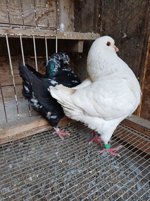 Porumbei king de vanzare