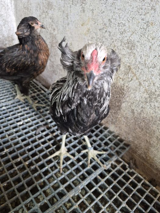 De vanzare araucana