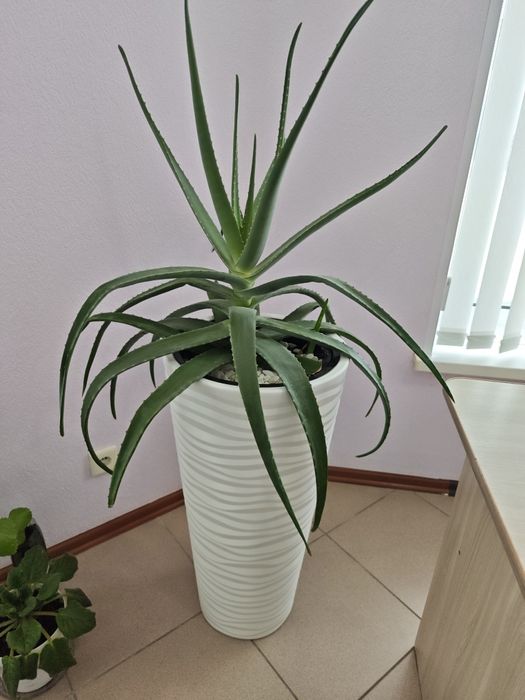 Алое 8 лет продам