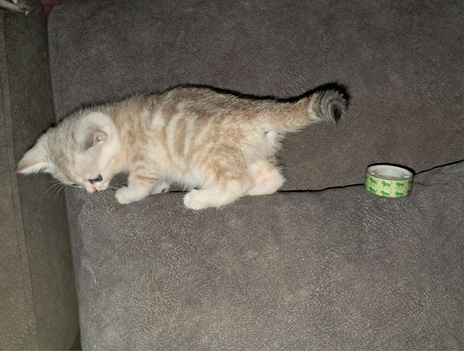 Шотландский котёнок. Девочка