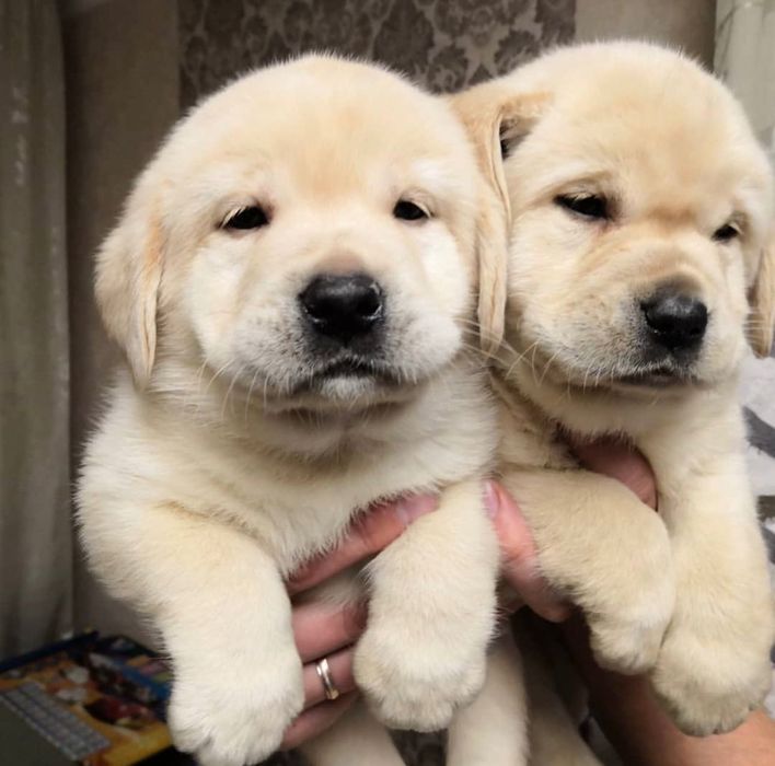 Щенки Лабрадор-Ретривер!