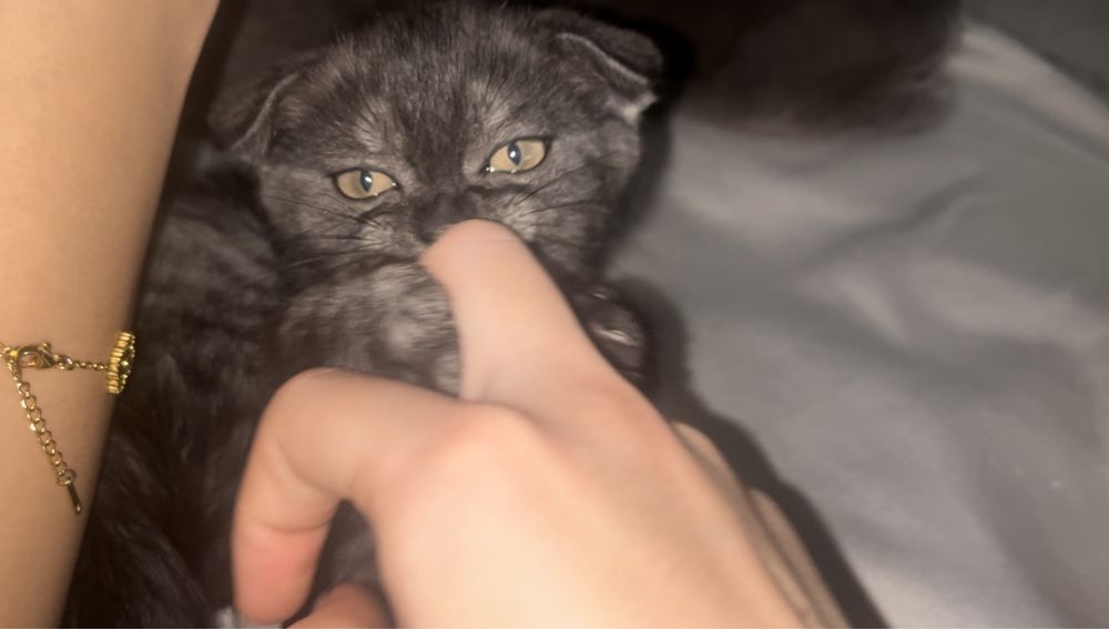 Котенок 2месяца