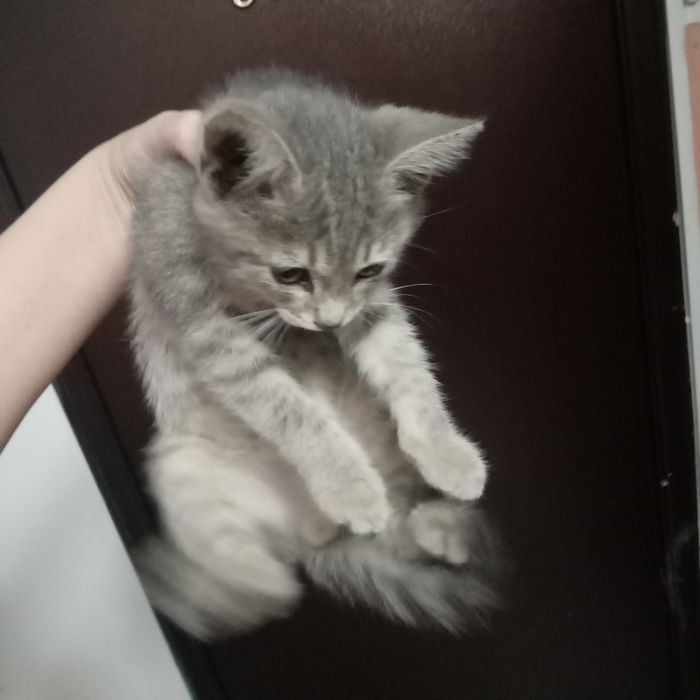 Отдам маленького котёнка