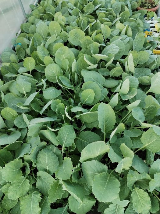 Рассада  капусты  и помидор