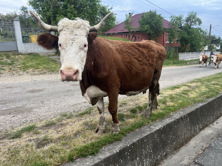Vand vaca baltata romaneasca