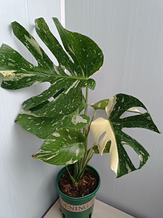 Продам Монстеру Тайское Созвездие