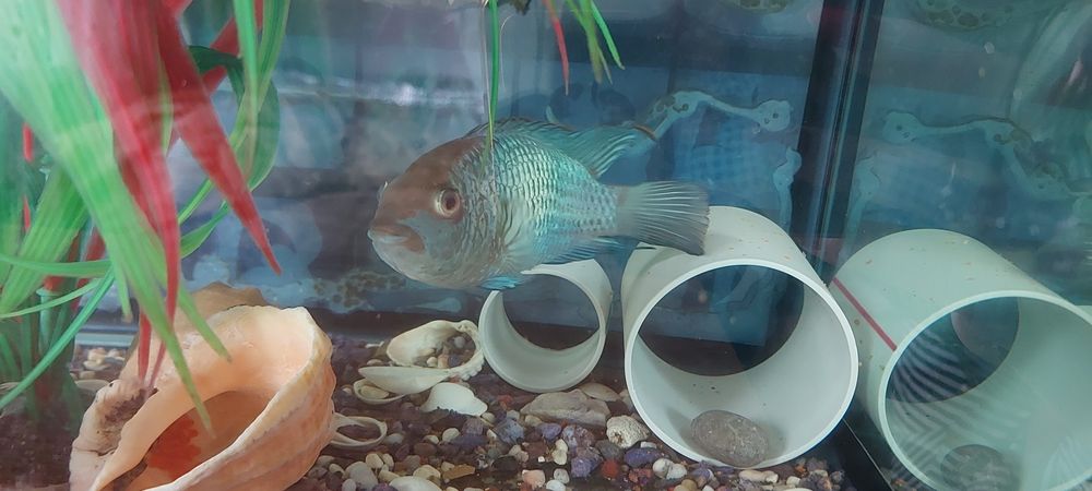 Наннакара голубой неон