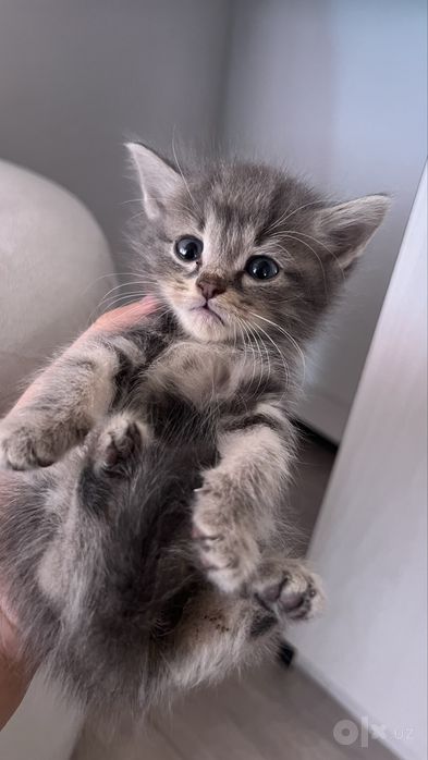 Продается котенок